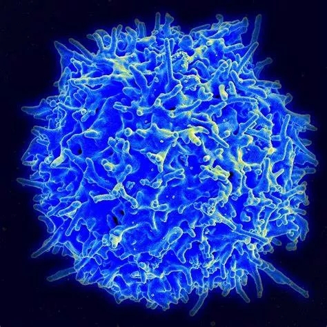 体外训练“特种兵”, 真正有效的癌症细胞免疫疗法TIL来了! 大幅提升“无药可用”的癌症患者生存期