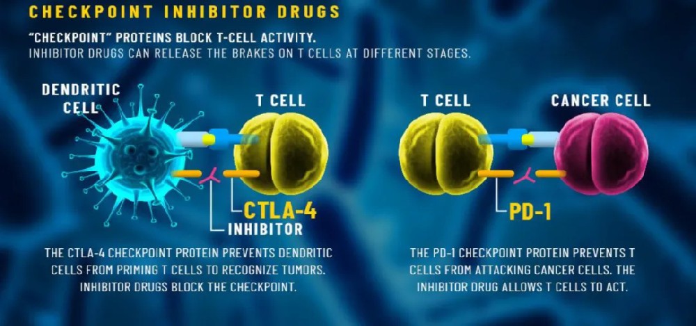 Cell重磅发现：肿瘤免疫疗法会自我限制其疗效，通过激活Treg细胞，降低免疫治疗效果